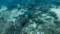 Panamá abogó este lunes por la ciencia y la participación ciudadana para la protección de los océanos frente a los desafíos que enfrenta este activo, como son la crisis climática, la contaminación, la pérdida de biodiversidad y la creciente presión sobre los recursos marinos. Panamá abogó este lunes por la ciencia y la participación ciudadana para la protección de los océanos frente a los desafíos que enfrenta este activo, como son la crisis climática, la contaminación, la pérdida de biodiversidad y la creciente presión sobre los recursos marinos.