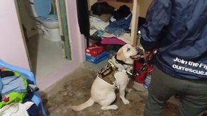 La Policía Nacional mantiene acciones operativos contra la red de abuso sexual infantil.