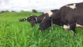 Collares inteligentes para bovinos