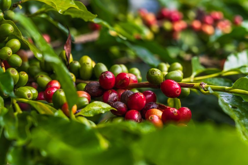 Sector agropecuario apuesta por el café Robusta como motor de crecimiento económico Sector agropecuario apuesta por el café Robusta como motor de crecimiento económico