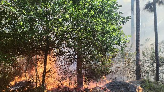 En total, se estima que 98.89 hectáreas han sido comprometidas por el incendio. En total, se estima que 98.89 hectáreas han sido comprometidas por el incendio.