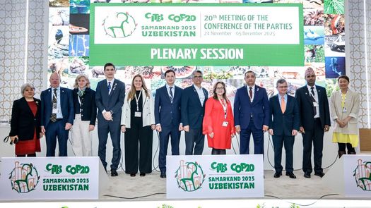 Panamá ejerció un liderazgo destacado durante su participación en la Vigésima Conferencia de las Partes (CoP20) de la Convención sobre el Comercio Internacional de Especies Amenazadas de Fauna y Flora Silvestres (CITES), celebrada en Samarcanda, Uzbekistán. Panamá ejerció un liderazgo destacado durante su participación en la Vigésima Conferencia de las Partes (CoP20) de la Convención sobre el Comercio Internacional de Especies Amenazadas de Fauna y Flora Silvestres (CITES), celebrada en Samarcanda, Uzbekistán.