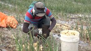 MIDA confirma retraso de cebolla importada