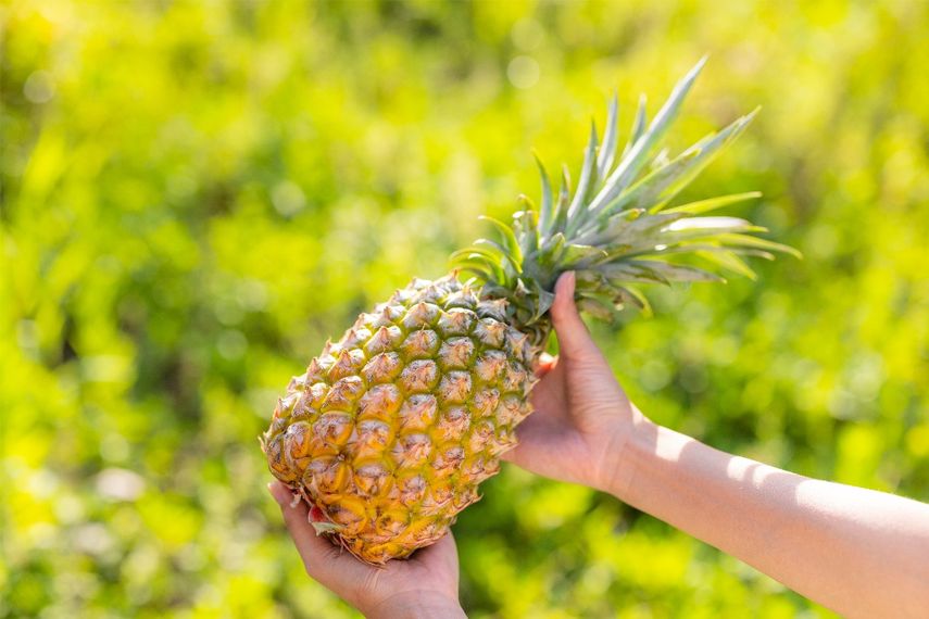Piña de La Chorrera conquista mercados internacionales con récord de exportaciones