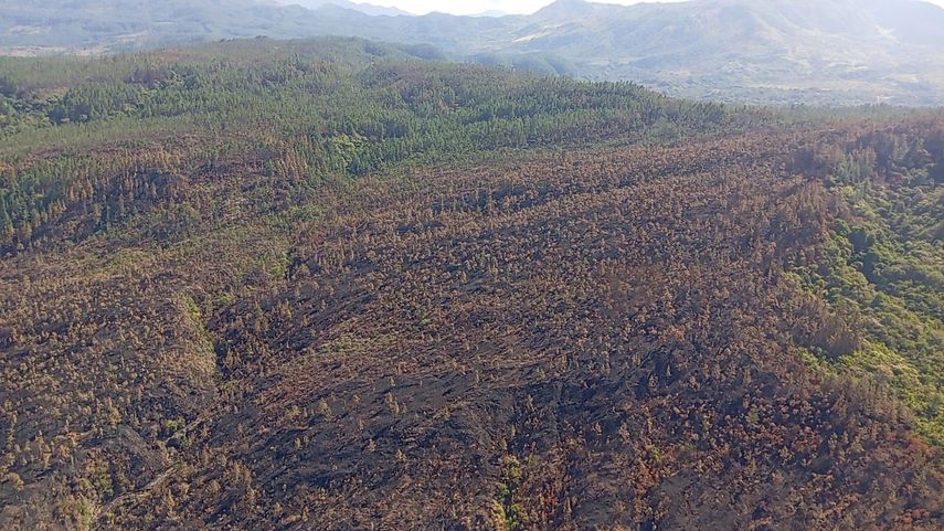 Incendio de masa vegetal en La Yeguada fue extinguido en su totalidad