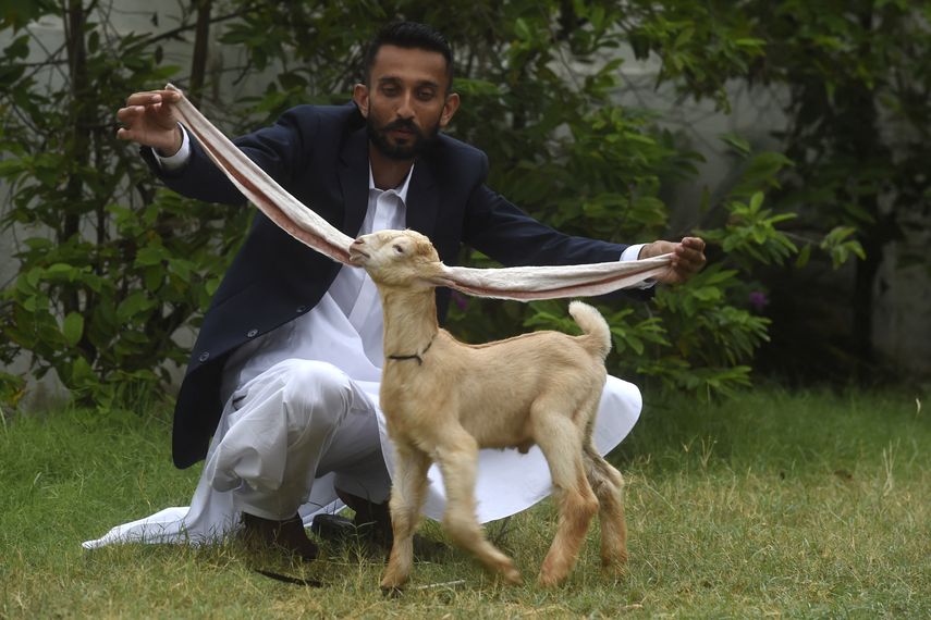 Cabrito en Pakistán con orejas largas causa furor