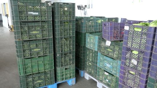 Productos como la lechuga, repollo, apio, brócoli, entre otros, que no han podido ser comercializados aún por secuelas de las protestas y cierres de calle de semanas atrás en Chiriquí, según indicaron los productores de Tierras Altas.