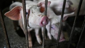 La peste porcina africana se extiende por toda Europa