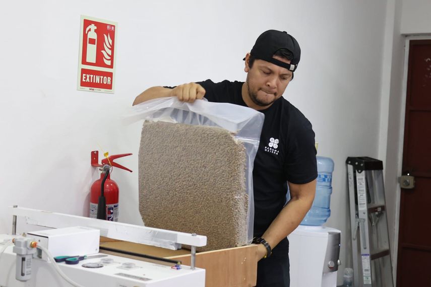 El Panama Geisha arrasó con altísimos precios en subasta electrónica del BOP. El Panama Geisha arrasó con altísimos precios en subasta electrónica del BOP.