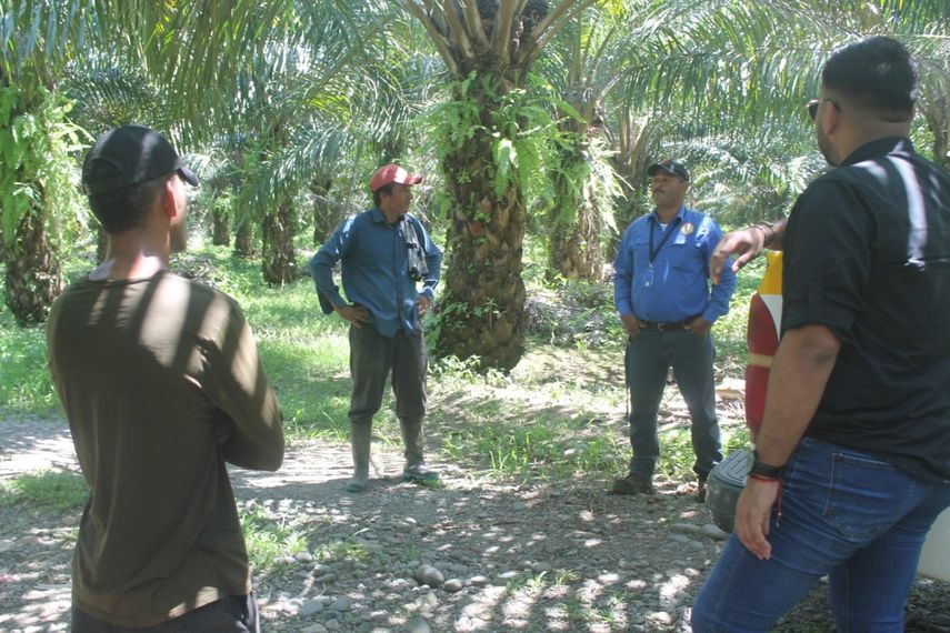 El Mitradel inspeccionó 5 fincas de palmas aceiteras en Barú.&nbsp;