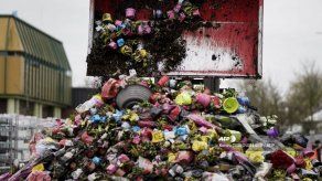 Millones de flores destruidas cada día en Holanda debido al coronavirus