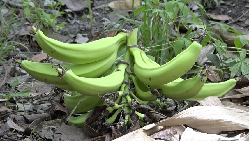 Productores de plátano de Barú solicitan apoyo económico al Gobierno