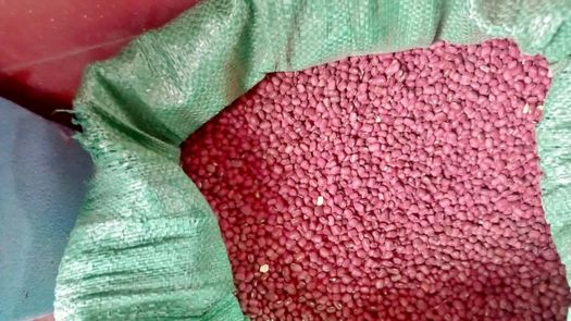 Los primeros quintales enviados por los productores de frijol fueron enviados a la regional del IMA de Chepo para ser empacados y puestos a la venta en las agroferias.
