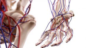 Científicos japoneses desarrollan el vaso sanguíneo artificial más fino