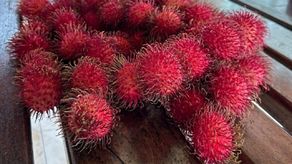 Primera exportación de mamón chino de Chiriquí.