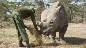 Fecundación in vitro para salvar al rinoceronte blanco