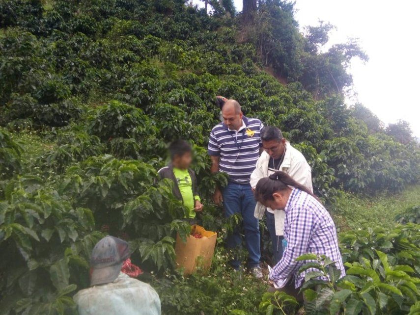 Fincas cafetaleras en Chiriquí