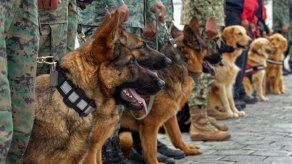 Perros afinan el olfato contra el covid-19 con sudor de enfermos en Ecuador