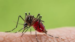 El dengue deja un récord de 12