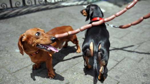 ¿De dónde vienen los perros y desde cuándo acompañan a las personas? Nuevos estudios sitúan su presencia en Europa hace casi 16.000 años, es decir 5.000 años antes de lo que estimaban investigaciones previas. ¿De dónde vienen los perros y desde cuándo acompañan a las personas? Nuevos estudios sitúan su presencia en Europa hace casi 16.000 años, es decir 5.000 años antes de lo que estimaban investigaciones previas.