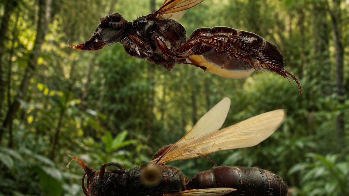 Una nueva especie de avispa descubierta en el Jardín Botánico Summit fue incorporada este abril de 2026 a la colección de entomología de la Universidad de Panamá, ampliando el registro científico de estos insectos en el continente americano. Una nueva especie de avispa descubierta en el Jardín Botánico Summit fue incorporada este abril de 2026 a la colección de entomología de la Universidad de Panamá, ampliando el registro científico de estos insectos en el continente americano.
