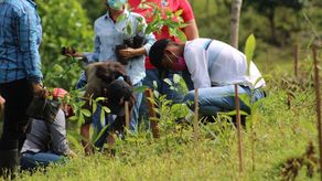 Los beneficiarios recibieron plantones por parte de MiAmbiente de especies maderables, frutales, ornamentales y de protección de fuentes hídricas.
