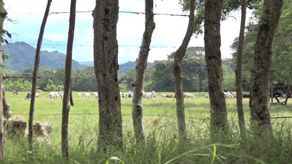 Pequeños ganaderos se preparan para la estación seca