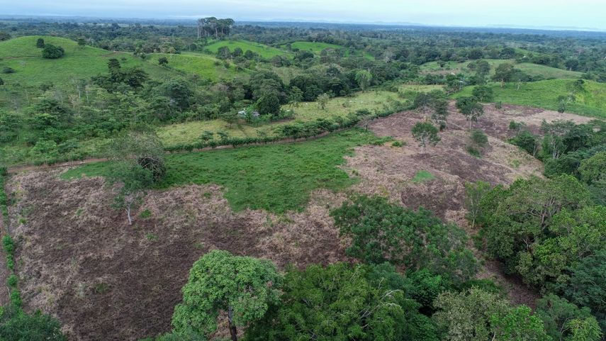 Alerta en la región de Darién:&nbsp; deforestación