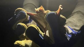 MIDA realiza captura de murciélagos hematófagos para prevenir rabia bovina en Colón