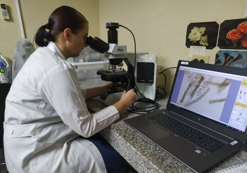 Chiriquí: Científicos descubren 17 especies de macrohongos