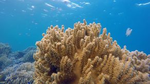 UNOC3: Global Fishing Watch y Panamá acuerdan mayor vigilancia en áreas marinas protegidas