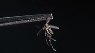 El mosquito antidengue: un avance pero no una panacea en Brasil El mosquito antidengue: un avance pero no una panacea en Brasil