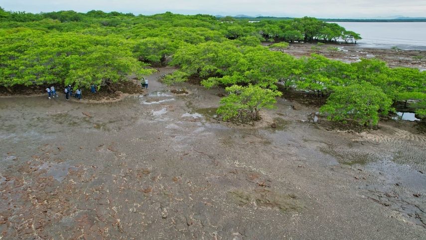 MiAMBIENTE: No hubo reducción en Bosques de Mangle en Panamá