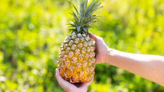 Panamá impulsa la modernización de la producción de piña con cultivo in vitro