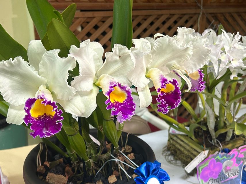 Expo Orquídeas 2023 en Boquete llega a su recta final