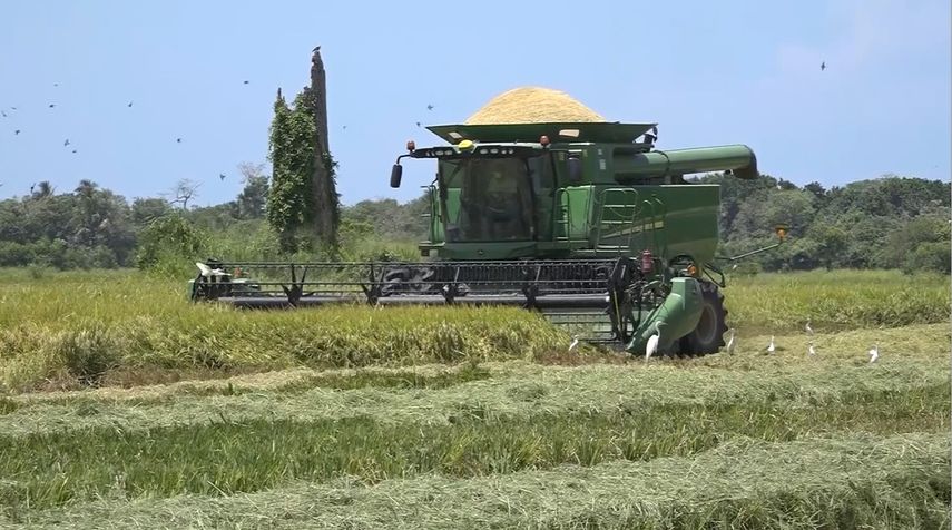 Molineros de arroz exigen diálogo con el gobierno