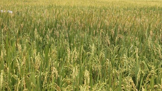 Del total sembrado, la provincia de Chiriquí registra el mayor porcentaje de siembra con un 23.8 % (18,291.9 hectáreas con 542 productores).