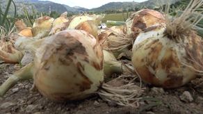 Los productores de capacitan en diferentes temas referentes a las buenas prácticas agrícolas para poder acceder al mercado norteamericano.&nbsp;