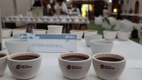 Geisha panameño obtiene calificación más alta en historia de competencias de café