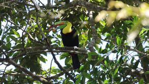 October Big Day: Panamá refuerza su liderazgo mundial en avistamiento de aves