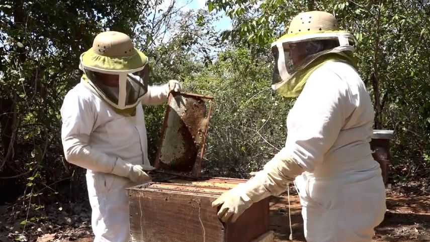 IDIAP recibe colmenas de Chiriquí para producción de miel
