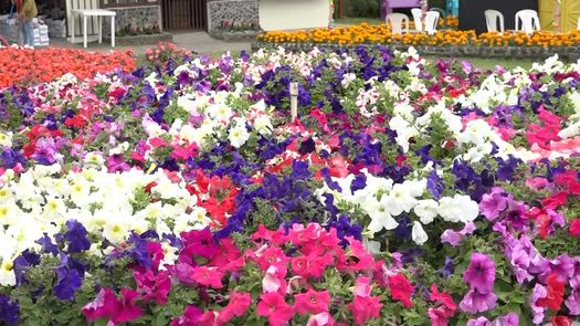 Desde el mediodía comenzaron a llegar los primeros visitantes de la Feria de las Flores y del Café en Boquete, para apreciar sus&nbsp; jardines.