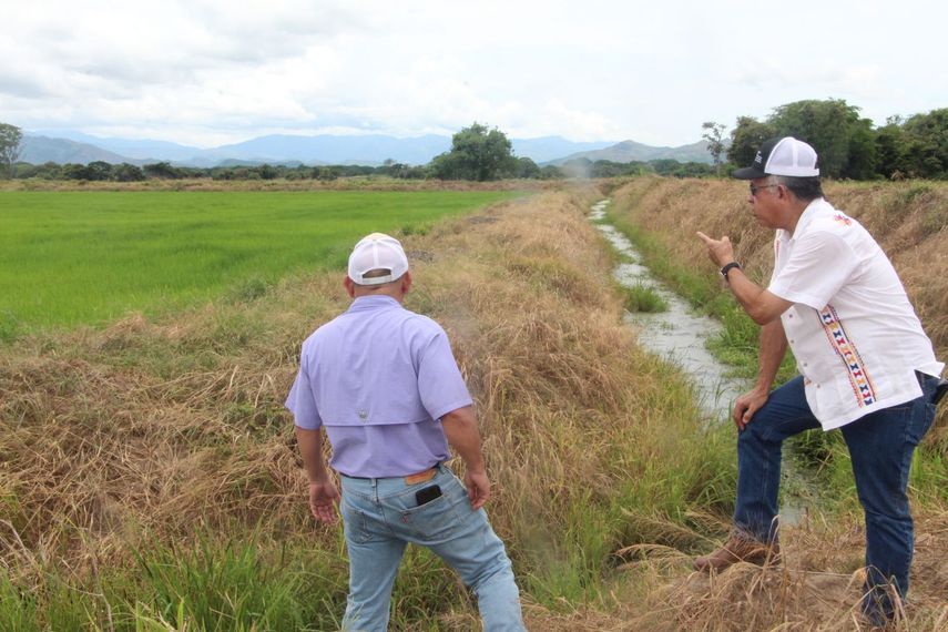 Ministro del MIDA realizó recorrido por parcelas de arroz en Coclé. Foto: Cortesía.
