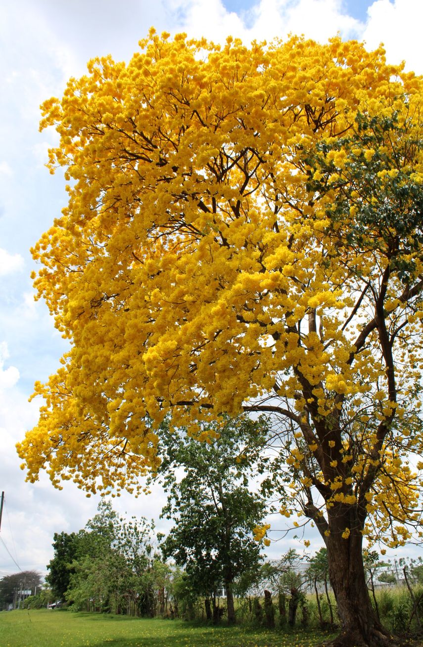 Guayacanes pintan de amarillo a la capital de Panamá
