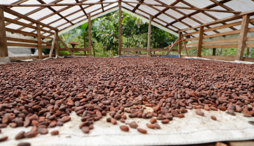 Cacao panameño