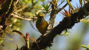 Panamá volvió a posicionarse como una de las principales potencias mundiales en observación de aves y ciencia ciudadana durante el Global Big Day 2026, al registrar 790 especies de aves en apenas 24 horas y superar los récords alcanzados en 2025.