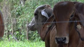El Instituto de Seguro Agropecuario (ISA) busca incentivar al sector agropecuario a obtener seguros para garantizar sus bienes en Chiriquí.