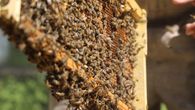 Las abejas son un eje clave para la seguridad alimentaria de América Latina y el Caribe, una región golpeada por los déficits nutricionales y el avance voraz de la pérdida de biodiversidad que fragmenta los hábitats de esos nobles animales. Las abejas son un eje clave para la seguridad alimentaria de América Latina y el Caribe, una región golpeada por los déficits nutricionales y el avance voraz de la pérdida de biodiversidad que fragmenta los hábitats de esos nobles animales.