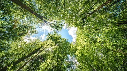Panamá vive una crisis ambiental con la pérdida del 4% de sus bosques en 2 años