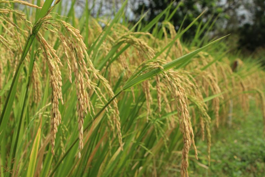 Productores de arroz reportan 78,639.7 hectáreas sembradas